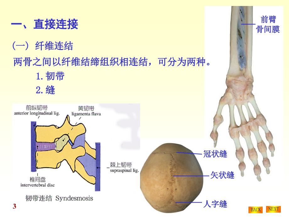 系统解剖学第二章关节学_第3页