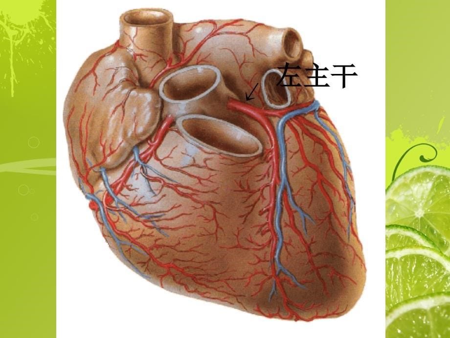 《心脏冠状动脉解剖》PPT课件_第5页