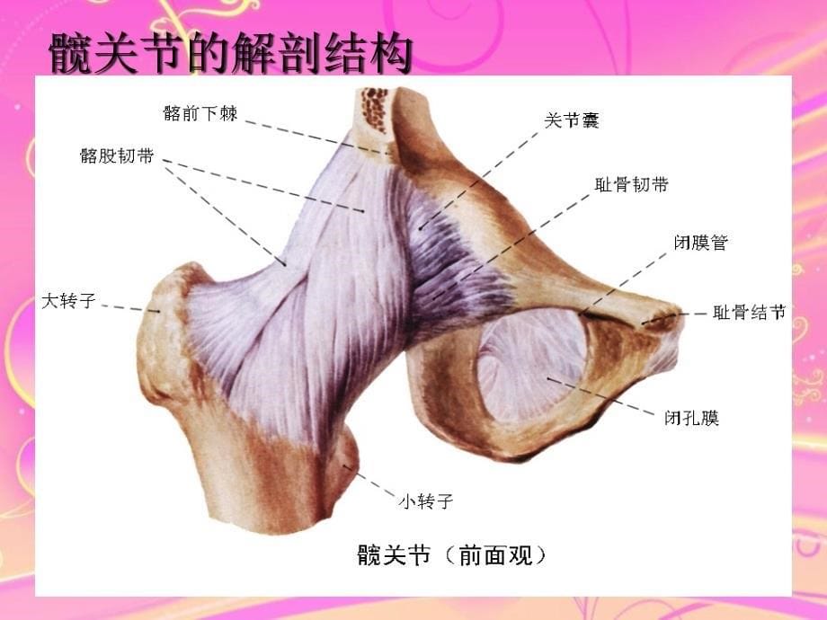 髋关节脱位ppt课件_第5页