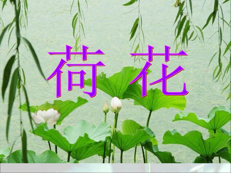 13《荷花》PPT课件_第1页