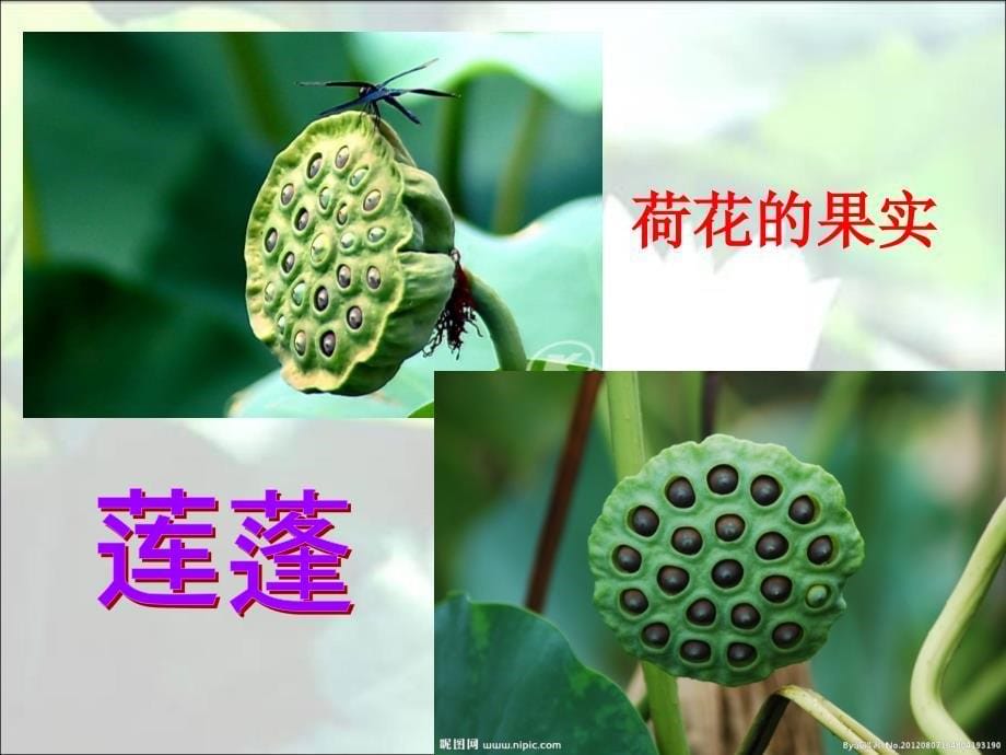 13《荷花》PPT课件_第5页