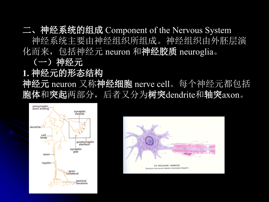 神经总论ppt课件_第3页