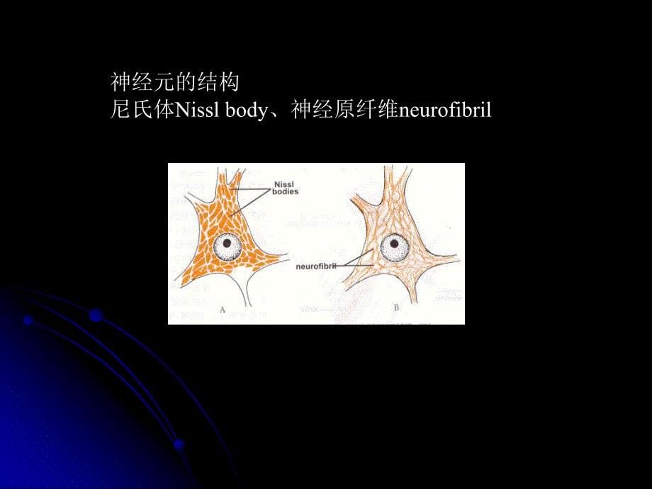 神经总论ppt课件_第5页