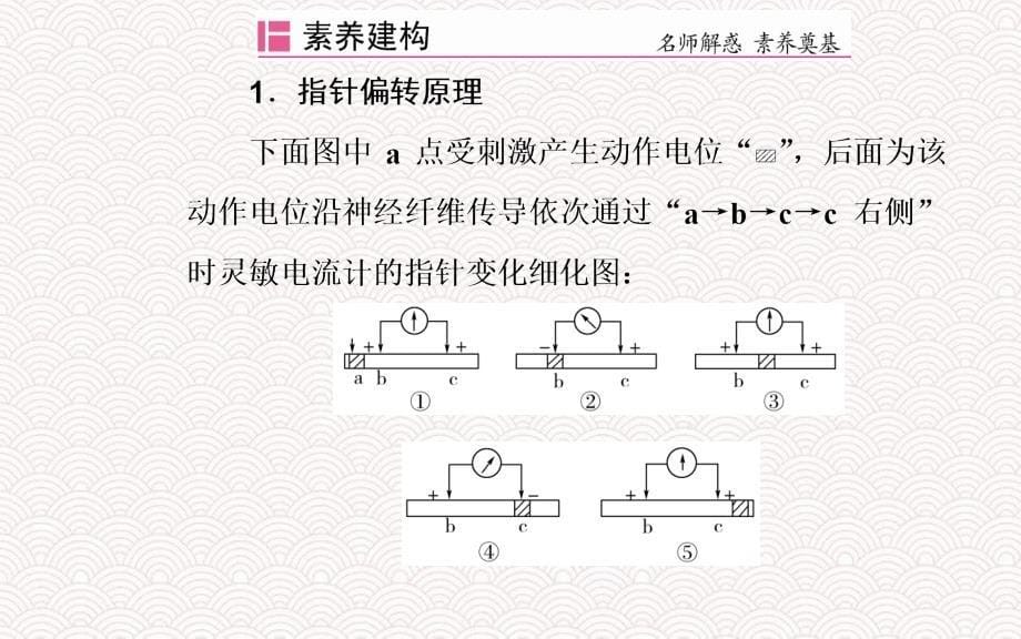 高考生物一轮复习第八单元生命活动的调节素养提升课8动物生理相关实验探究课件新人教版_第5页