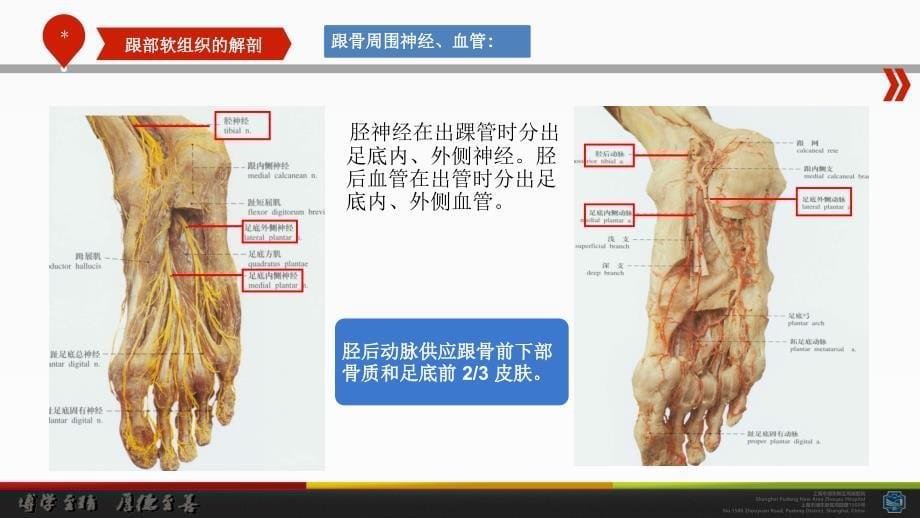 跟骨周围的解剖特点与手术治疗的关联性_第5页