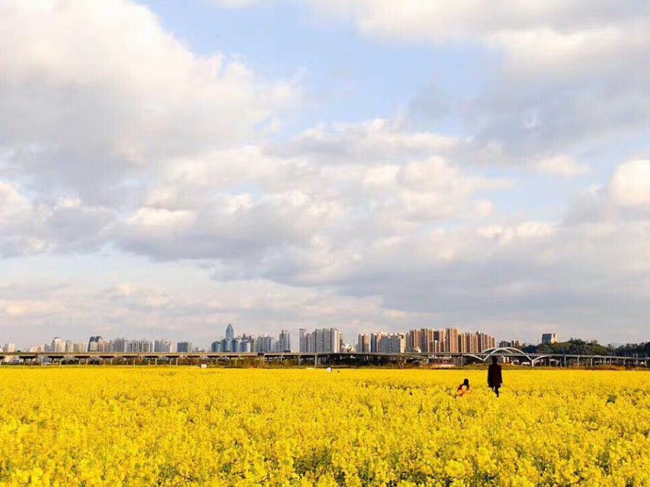 最新四年级科学下册2新的生命1油菜花开了课件6_第3页