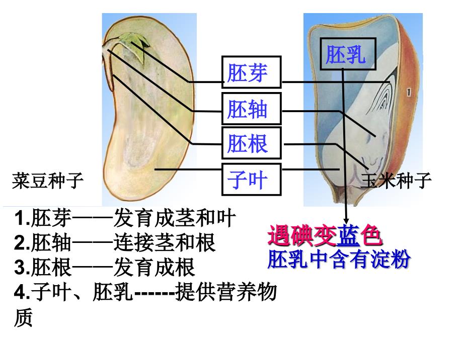 第一节种子的萌发_第2页