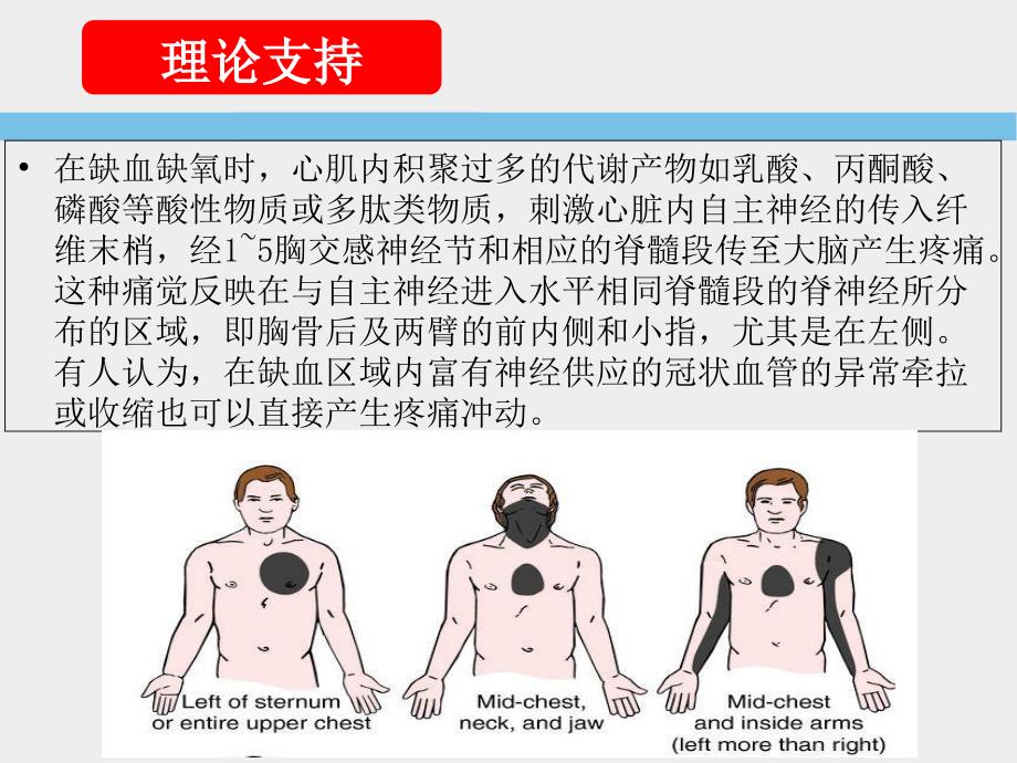 心绞痛牵涉痛的机制_第3页