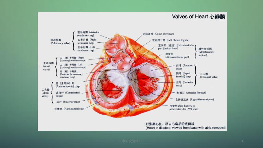 老年退行性心脏瓣膜病ppt课件_第3页