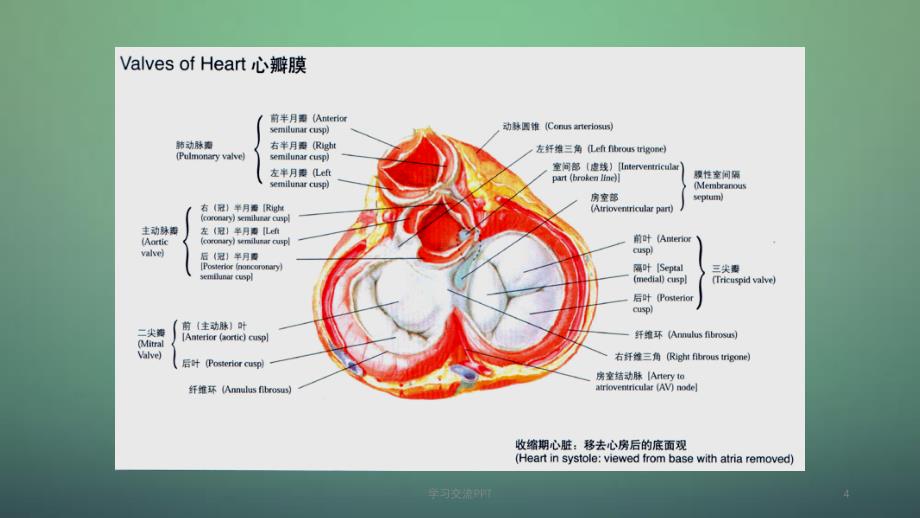 老年退行性心脏瓣膜病ppt课件_第4页