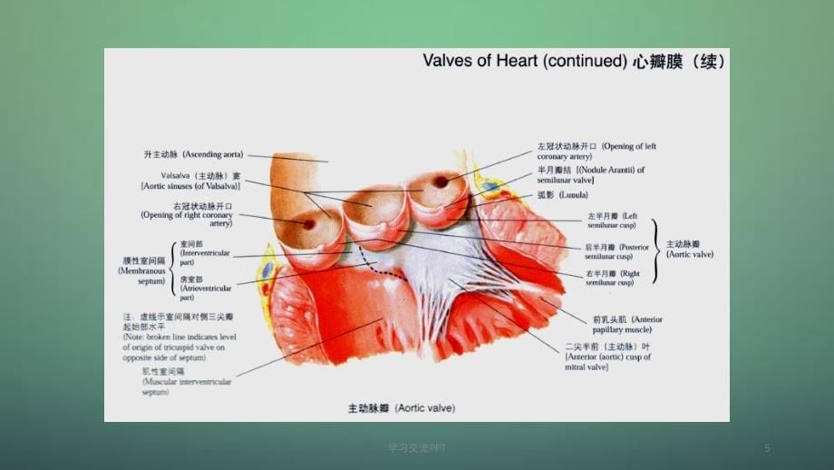 老年退行性心脏瓣膜病ppt课件_第5页