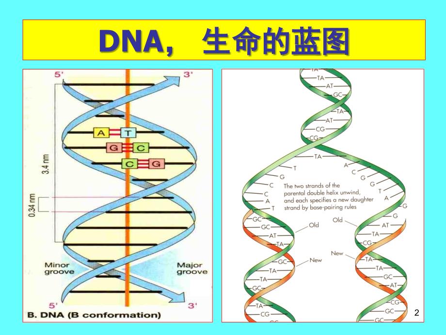 PCR的发明应用文档资料_第2页