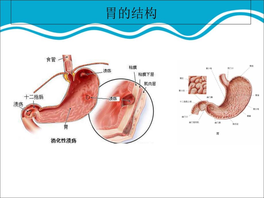 胃药.ppt_第3页