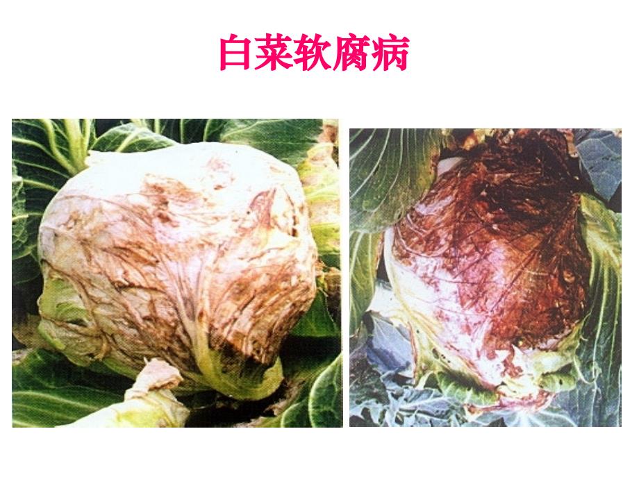 蔬菜病虫害防治_第4页