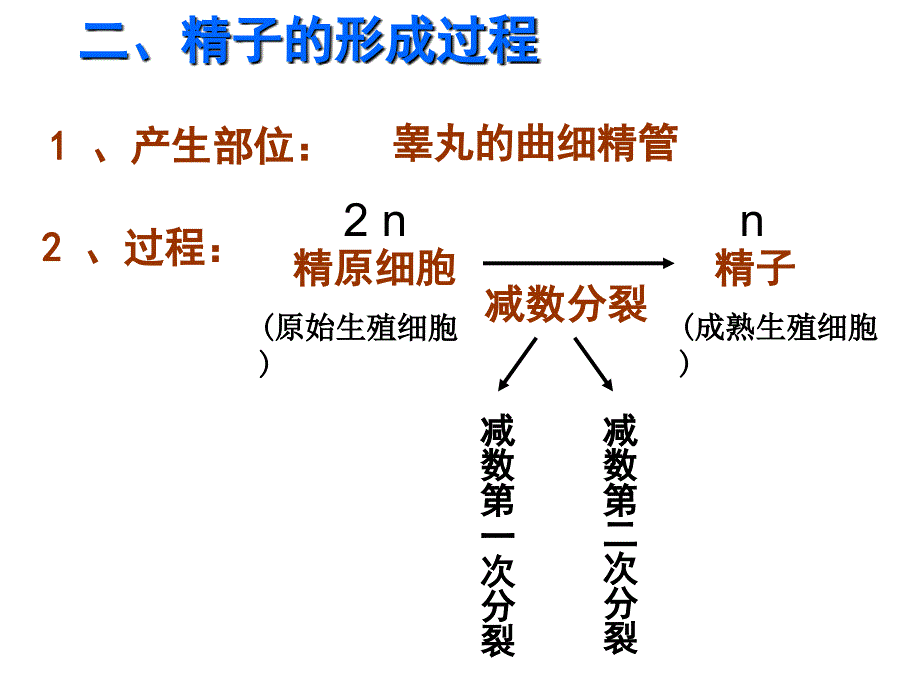 减数分裂与有性生殖细胞的形成_第4页