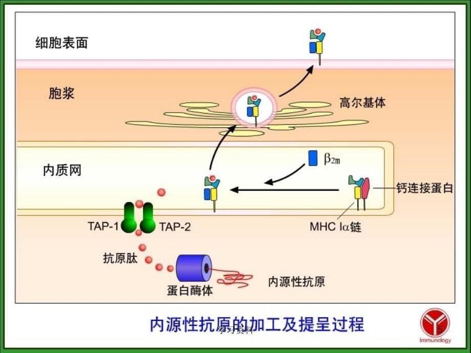 免疫学-T细胞应答#学习资料_第5页