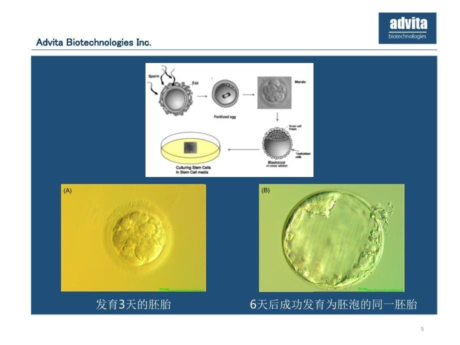 干细胞在再生医学和化妆品中的应用优秀课件_第5页