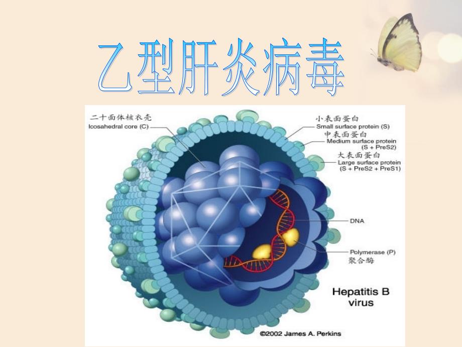 乙型肝炎病毒海口乙肝医院_第2页