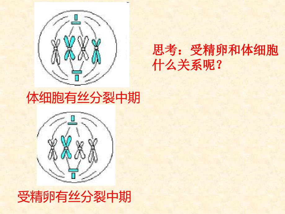 人教版高一生物必修二21减数分裂和受精作用课件共28张_第2页