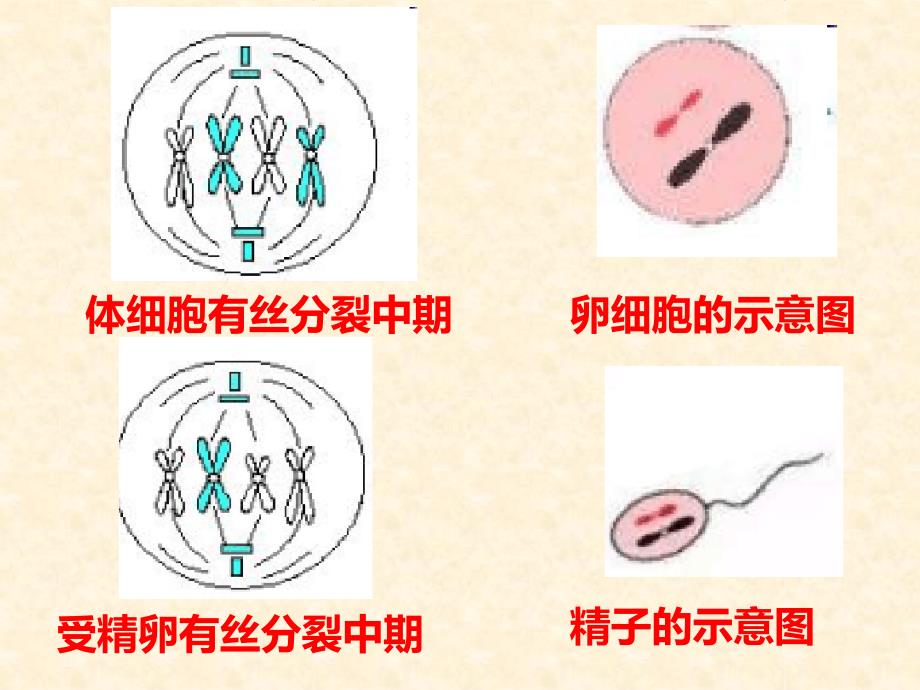 人教版高一生物必修二21减数分裂和受精作用课件共28张_第3页