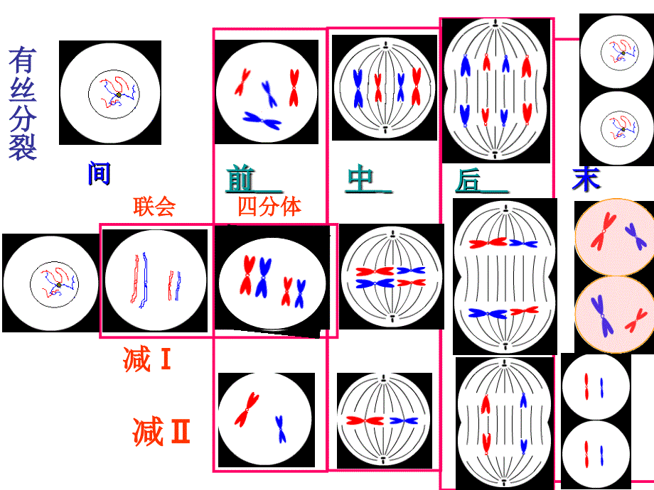 有丝分裂减数分裂图解_第2页