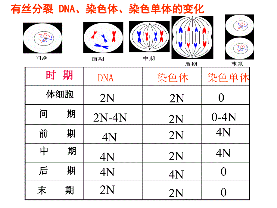 有丝分裂减数分裂图解_第3页