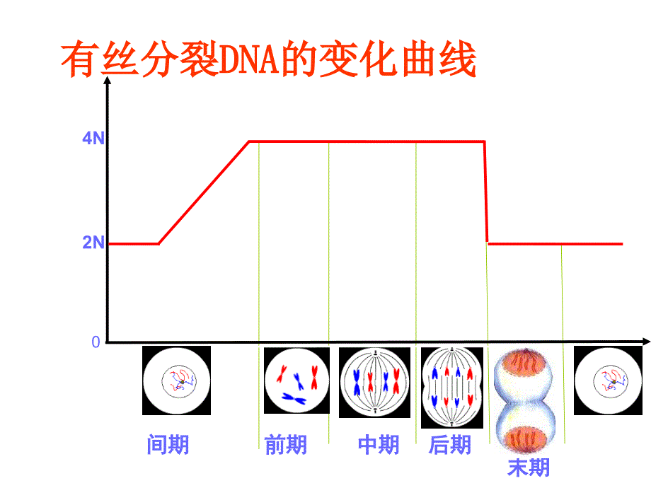 有丝分裂减数分裂图解_第4页