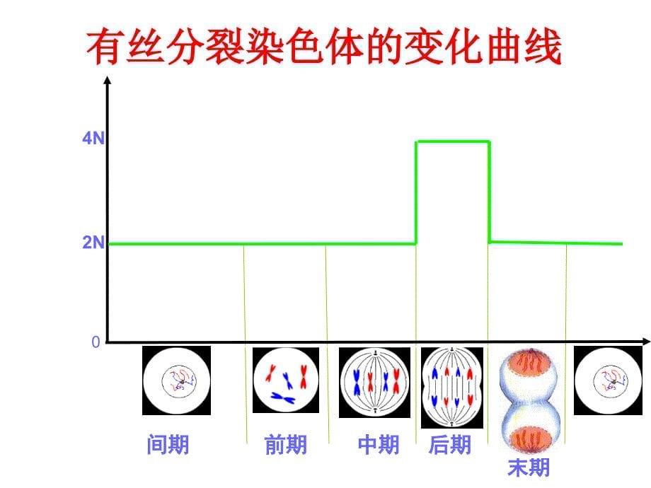 有丝分裂减数分裂图解_第5页