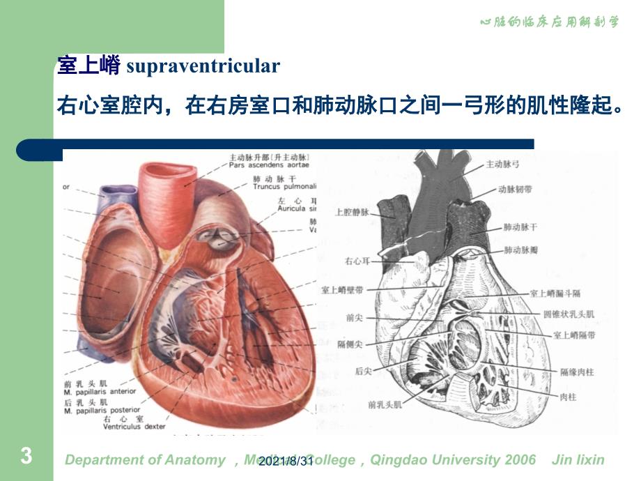 心脏3-心室PPT课件_第3页