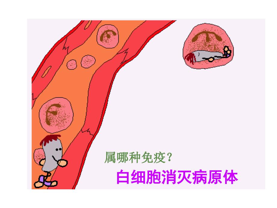 人教版学课件第二章第四节免疫系统和免疫功能_第3页