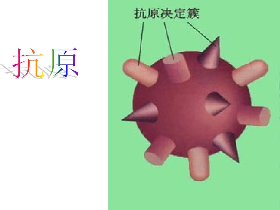 人教版学课件第二章第四节免疫系统和免疫功能_第4页