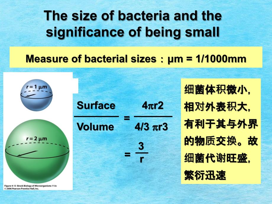 细菌的形态和结构ppt课件_第3页