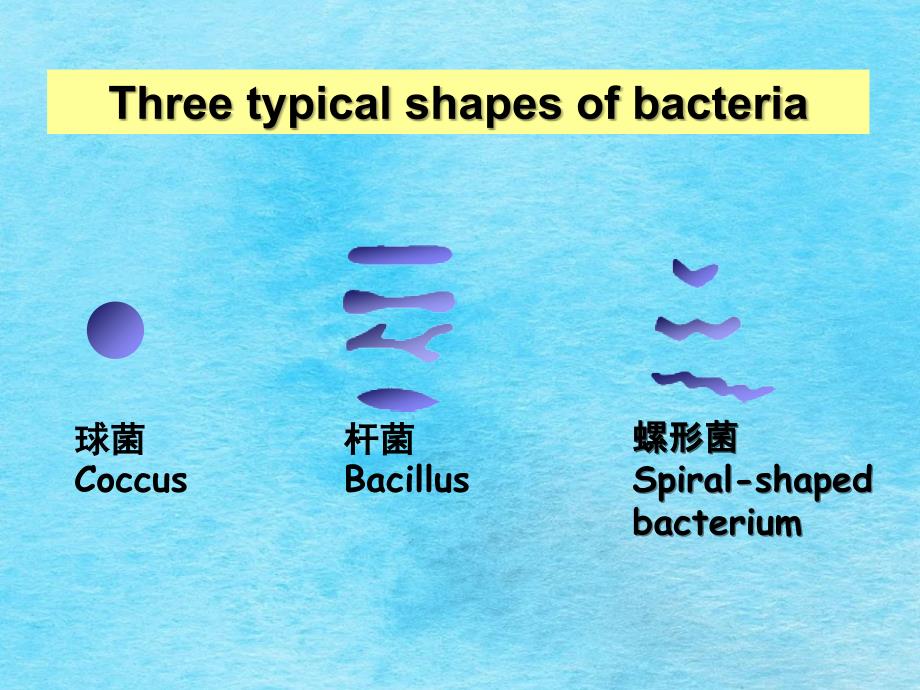 细菌的形态和结构ppt课件_第4页