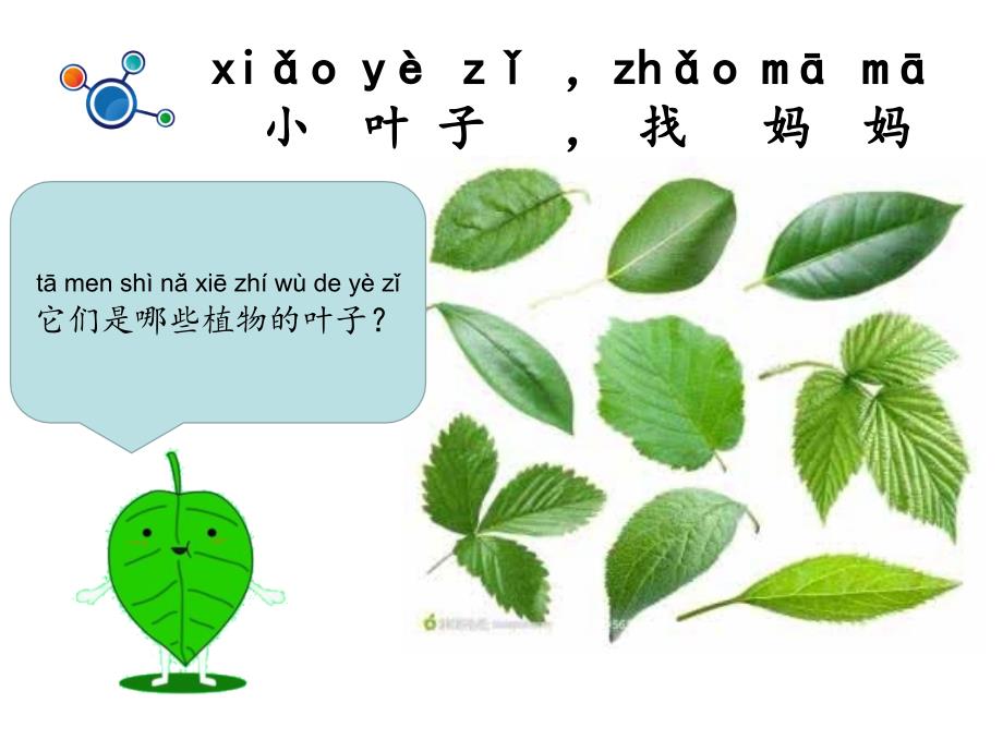 一年级上册科学课件1.4这是谁的叶6l教科版共9张PPT_第2页