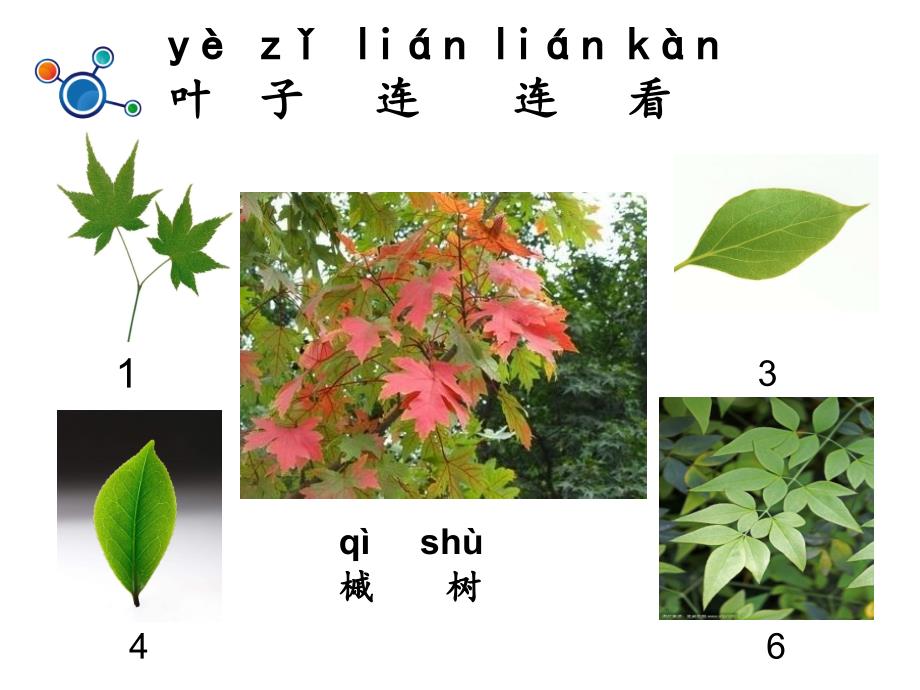 一年级上册科学课件1.4这是谁的叶6l教科版共9张PPT_第4页