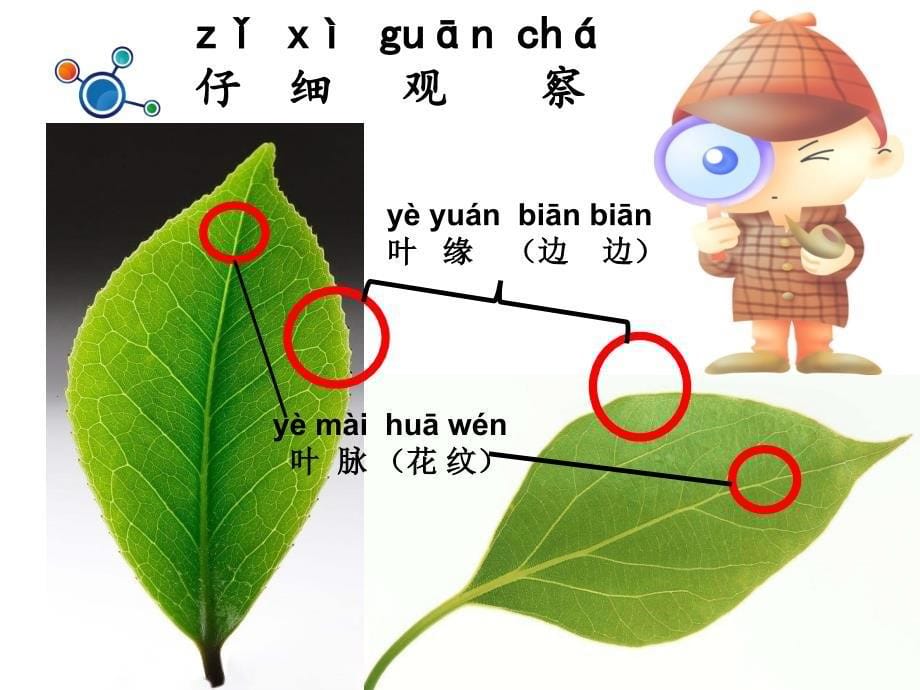 一年级上册科学课件1.4这是谁的叶6l教科版共9张PPT_第5页