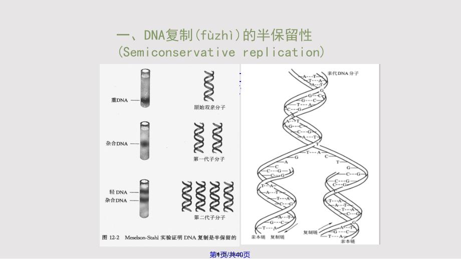 DNA复制与损伤实用教案_第1页