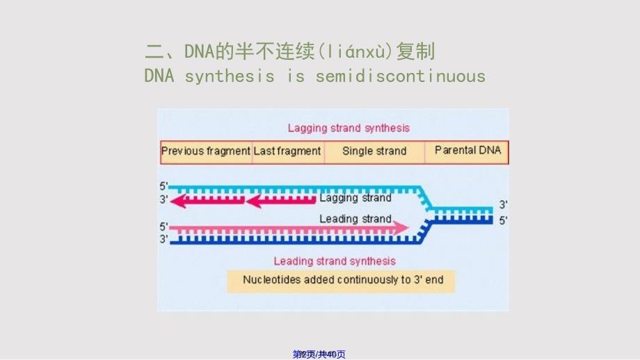 DNA复制与损伤实用教案_第2页