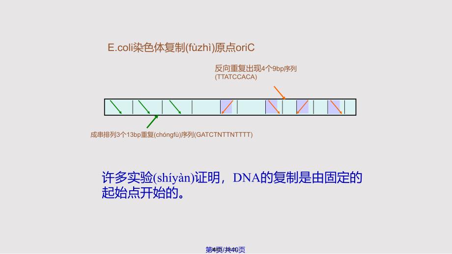 DNA复制与损伤实用教案_第4页