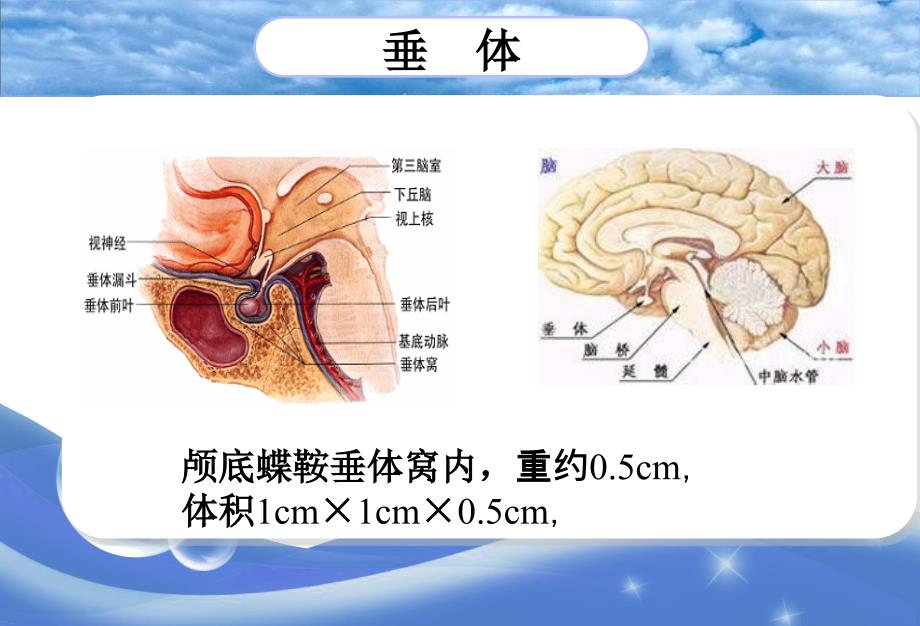 异位垂体腺瘤_第2页