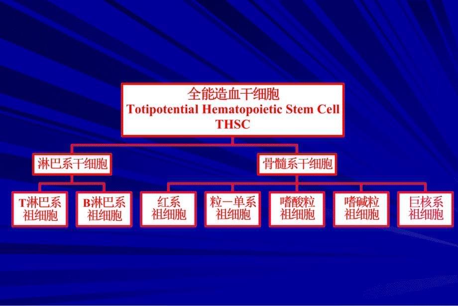 骨髓细胞学PPT课件_第5页