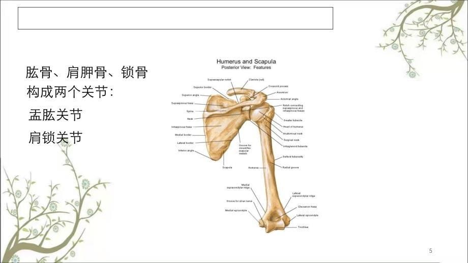 肩关节MRI解剖课件_第5页