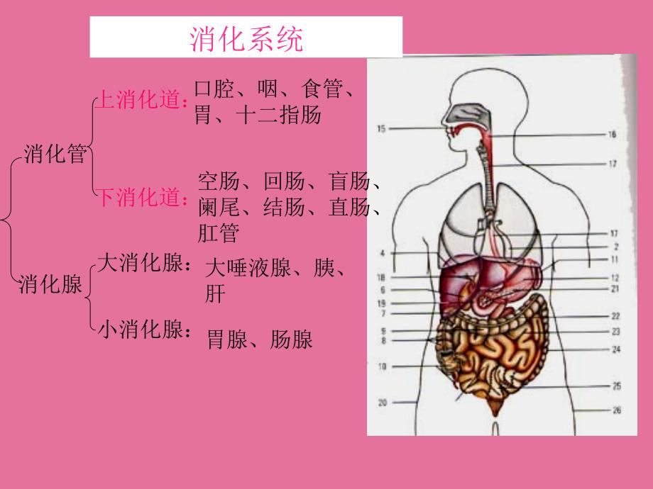 运动与健康运动解剖学基础知识ppt课件_第3页