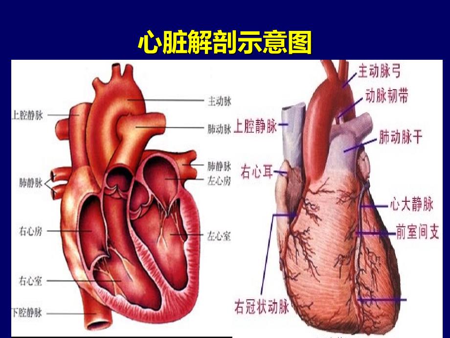 386445版重症心力衰竭的药物_第3页