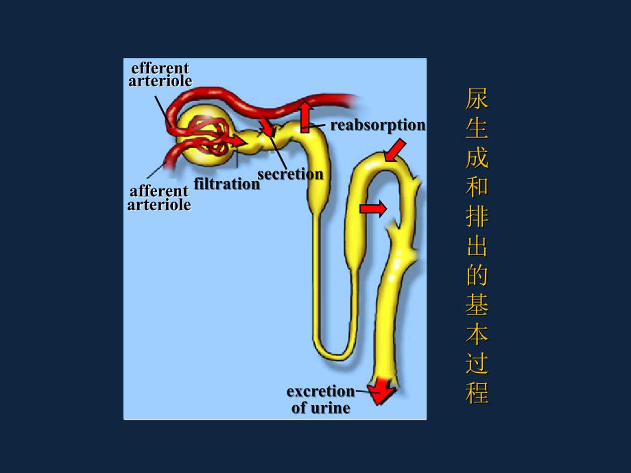 尿生成和排除_第2页