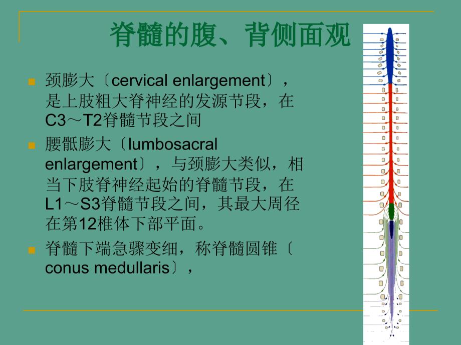 中枢神经系统概观ppt课件_第4页