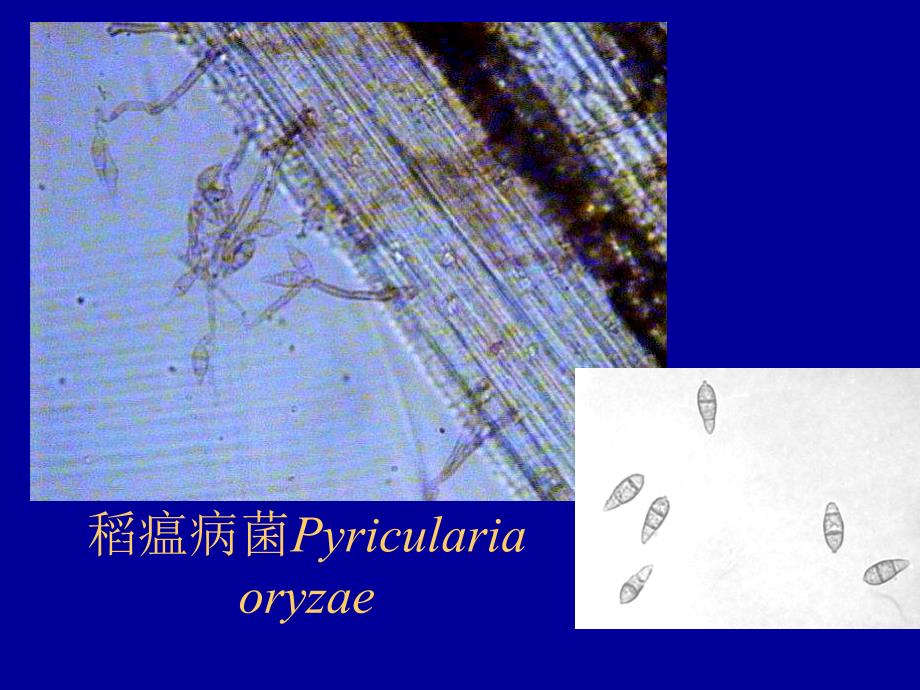 植物病理学主要病原菌形态_第2页