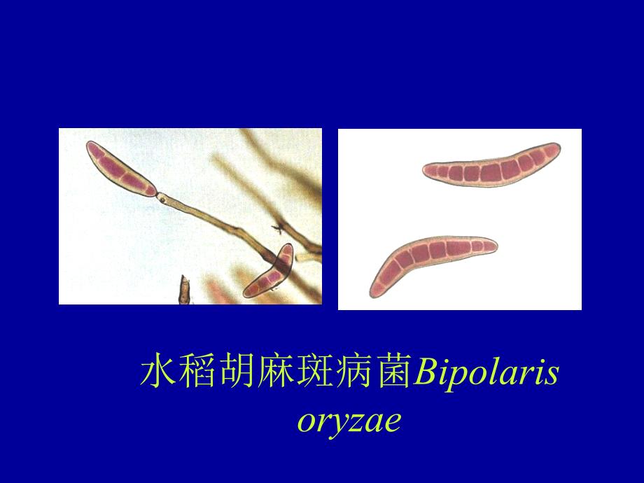 植物病理学主要病原菌形态_第3页