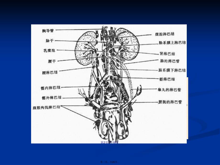 肠系膜淋巴结炎学习教案_第3页