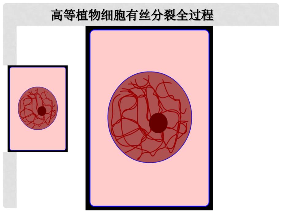 福建省泉州市十五中高中生物 2.1 减数分裂和受精作用课件 新人教版必修2_第3页